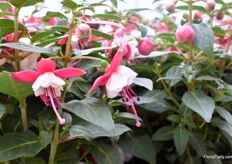The Fuchsia Madiran, from the Jollie series by Brandkamp, is a double flowering red and white Fuchsia.